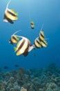 Small school of tropical Red Sea Bannerfish. Royalty Free Stock Photo