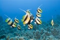 Small school of tropical Red Sea Bannerfish. Royalty Free Stock Photo