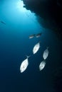 Small school of Yellow-dotted trevally cruising. Royalty Free Stock Photo