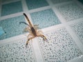 Small scorpion On a dirty white and blue patterned tile floor.