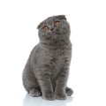 Small scotish fold kitten looking up side Royalty Free Stock Photo