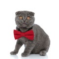 Small scotish fold kitten looking up and wearing red bowtie Royalty Free Stock Photo
