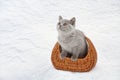 A small Scottish blue kitten is in the basket