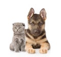 Small scottish cat and german shepherd puppy dog looking at camera. isolated on white Royalty Free Stock Photo