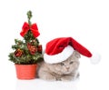 Small scottish cat with red santa hat and christmas tree. isolated on white