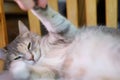 Small scottish fold kitten with cat mother in home interior