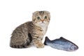 Small Scottish fold kitten and a fish toy Royalty Free Stock Photo