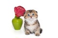 Small Scottish fold kitten and a flower in a green vase Royalty Free Stock Photo