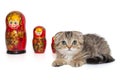 Small Scottish fold kitten and matryoshka toys Royalty Free Stock Photo