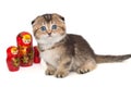 Small Scottish fold kitten and matryoshka toys Royalty Free Stock Photo