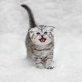 Small scottish fold kitten posing on white background Royalty Free Stock Photo