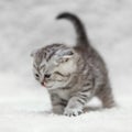 Small scottish fold kitten posing on white background Royalty Free Stock Photo
