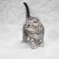 Small scottish fold kitten on white blur background Royalty Free Stock Photo
