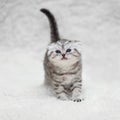 Small scottish fold kitten on white blur background Royalty Free Stock Photo