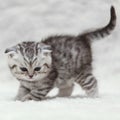 Small scottish fold kitty posing on white background Royalty Free Stock Photo