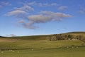 A small Scottish Hill Farm protected from the wind by trees and a stone wall overlooking their flock of sheep Royalty Free Stock Photo