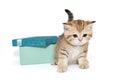 Small Scottish kitten and a gift box Royalty Free Stock Photo