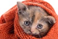 Small Scottish kitten