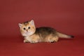 Small Scottish kitten with short paws Royalty Free Stock Photo