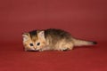 Small Scottish kitten with short paws Royalty Free Stock Photo