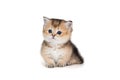 Small Scottish kitten with short paws Royalty Free Stock Photo