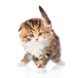 Small scottish kitten standing in front. isolated on white