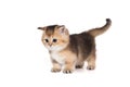 Small Scottish kitten stands sideways Royalty Free Stock Photo