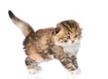 Small scottish kitten on white background