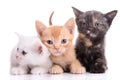 Small Scottish kittens