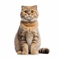 Scottish Fold Cat: Yellow Tabby Sitting On White Background