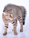 Small Scottish straight kitten looking scared Royalty Free Stock Photo