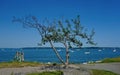 Small scraggly ocean tree seaside and white boats in water