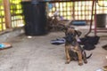 A small and scrawny aspin puppy waiting for his master at a local shed house