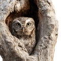 A small screech owl with striking eyes sits within a tree trunk on transparent background Royalty Free Stock Photo