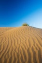 Small scrub on the top on sand dune Royalty Free Stock Photo