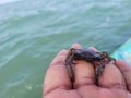 Small sea crab cute in hand