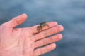 A small sea crab on a man`s palm Royalty Free Stock Photo