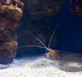 Small sea crayfish with long antenna at the bottom hiding under some rocks