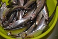 Small sea dietary fish sprat in a green colander