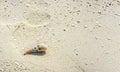 Small sea shell lying on a sandy beach Royalty Free Stock Photo