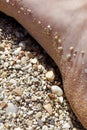 Small sea stones on feet macro background fine art in high quality