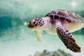 Small sea turtle -Chelonioidea- swimming inside a shallow sea