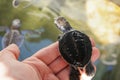 Small Sea Turtle at Farm