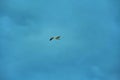 Small seagull on the background of the cloudy sky. Bird flight in cloudy weather. Copy space Royalty Free Stock Photo