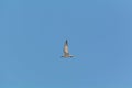 Small seagull flying. Royalty Free Stock Photo