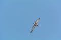 Small seagull flying. Royalty Free Stock Photo