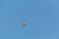 Small seagull flying. Royalty Free Stock Photo