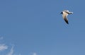 Small seagull flying in a very blue sky Royalty Free Stock Photo