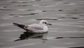 Small seagull sitting on tranquil water surface Royalty Free Stock Photo