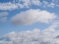Small seagull in the sky Royalty Free Stock Photo